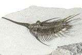 Rare, Psychopyge Termierorum Trilobite - Ofaten, Morocco #381553-2